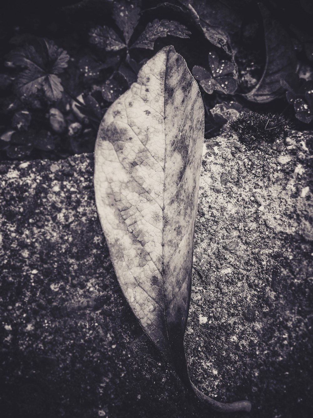 a leaf that is laying on the ground