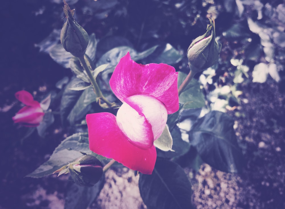 a pink and white flower in a garden