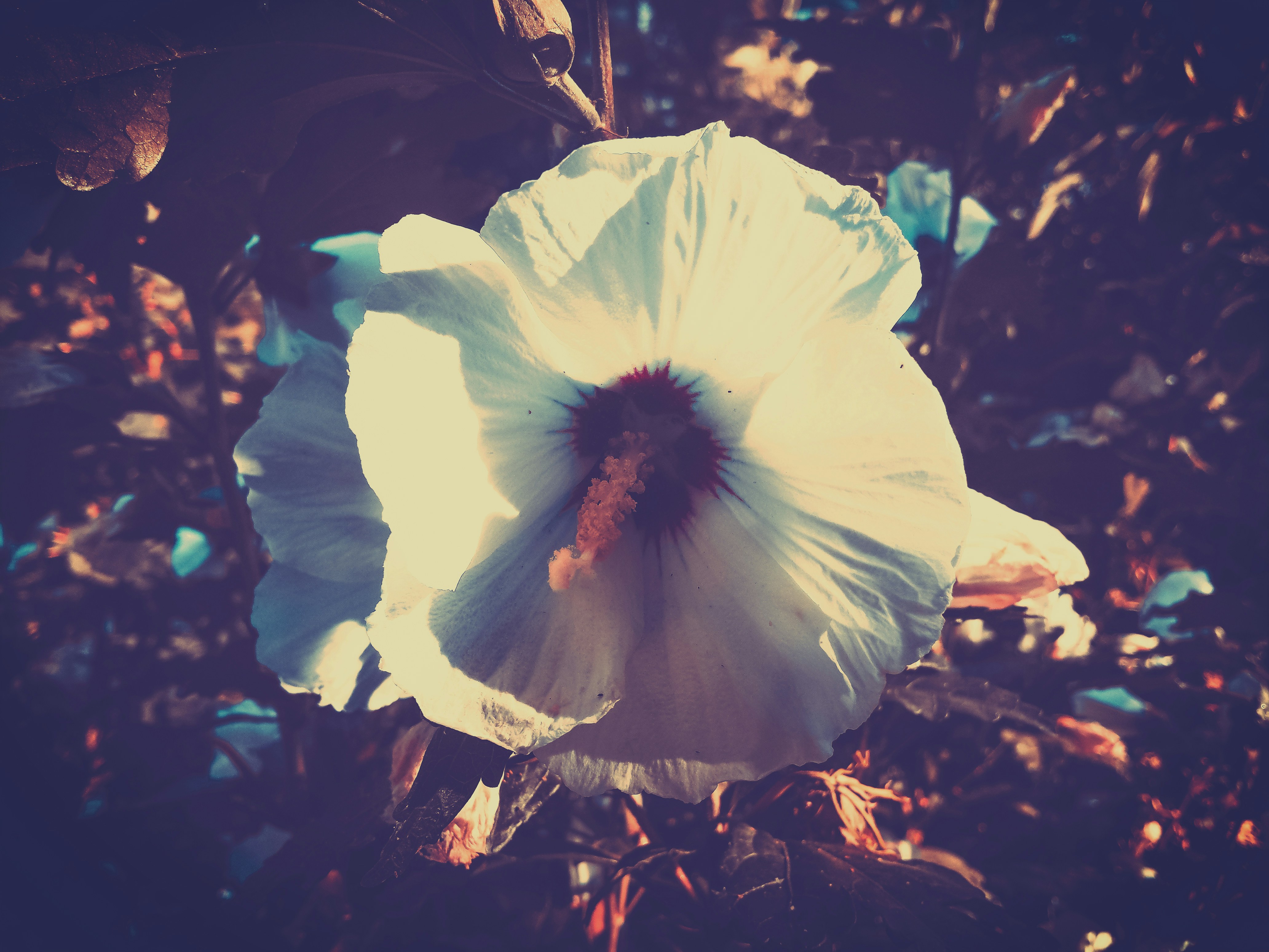 a large white flower with a red center