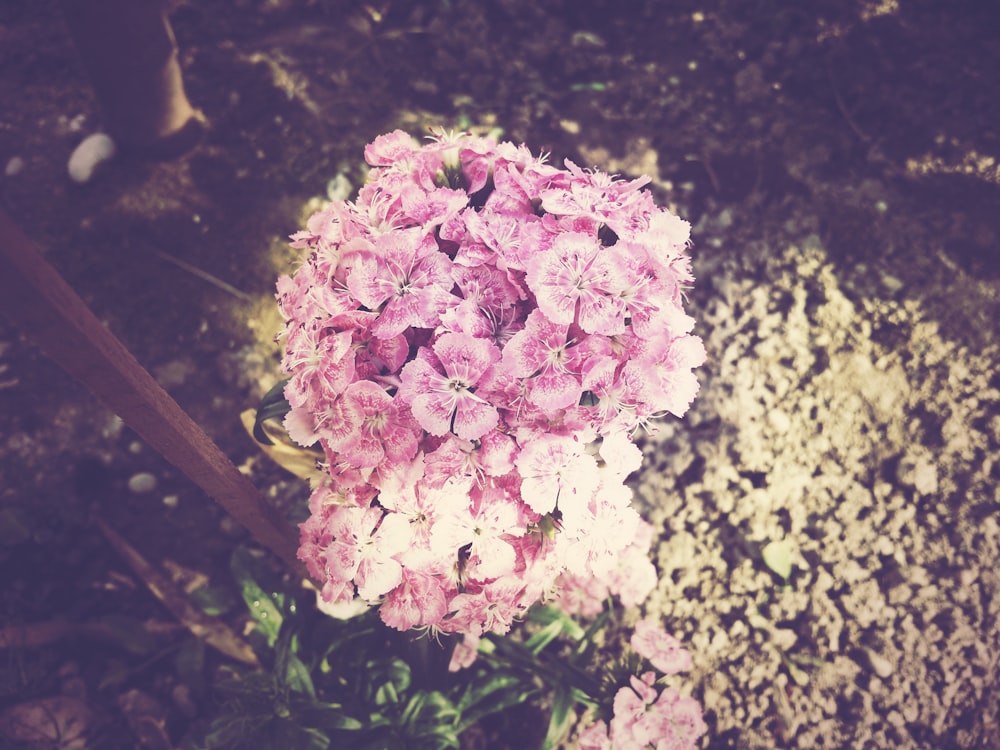 a bunch of pink flowers sitting on the ground