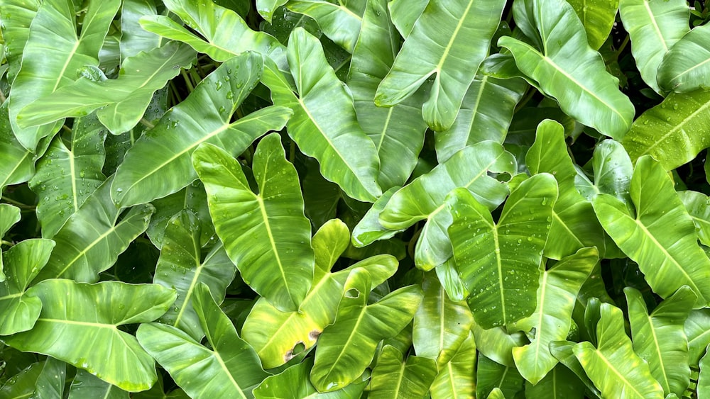 a close up of a bunch of green leaves