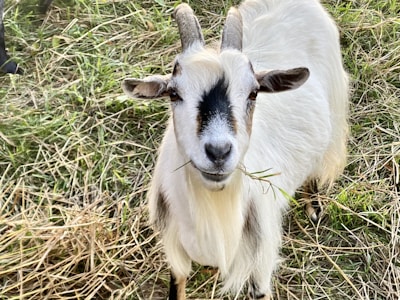 A goat with white fur and black markings is standing on a patch of dry grass, looking directly at the camera. Its horns are visible, and it is holding a piece of straw in its mouth.