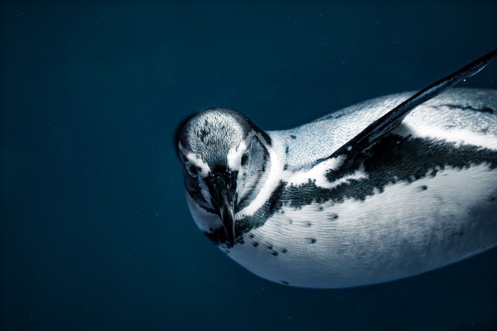 a close up of a penguin swimming in the water