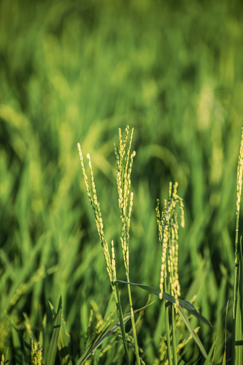 a close up of some grass in a field