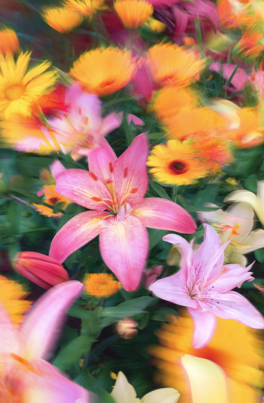 a bunch of flowers that are in the grass