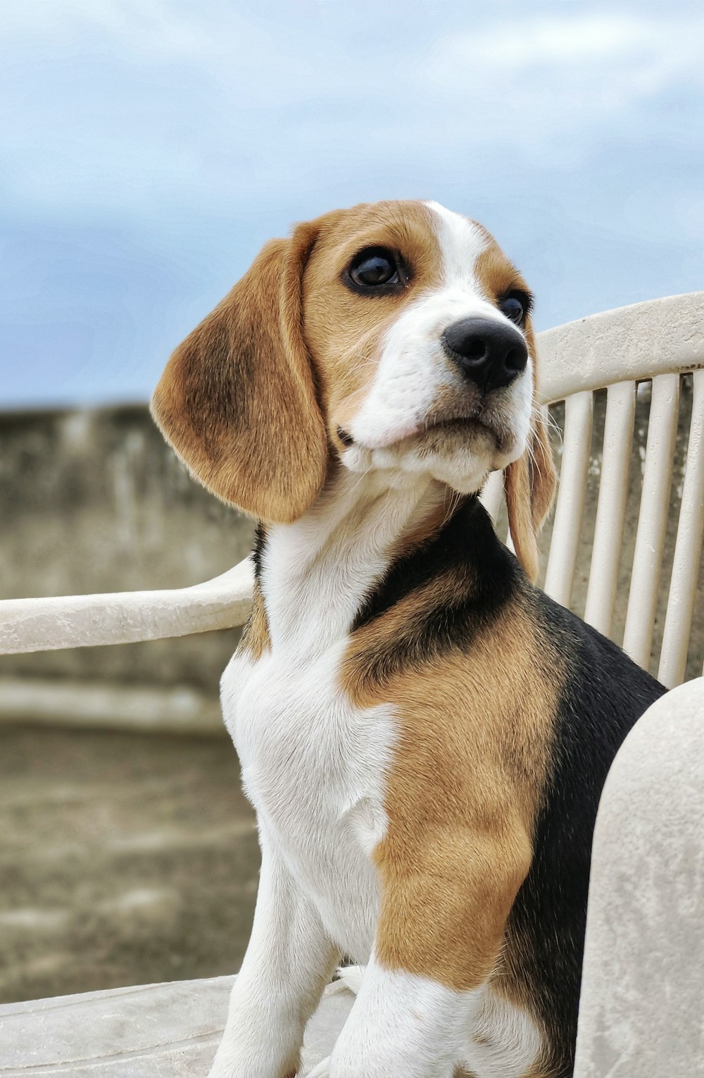 a brown and white dog sitting on top of a wooden bench