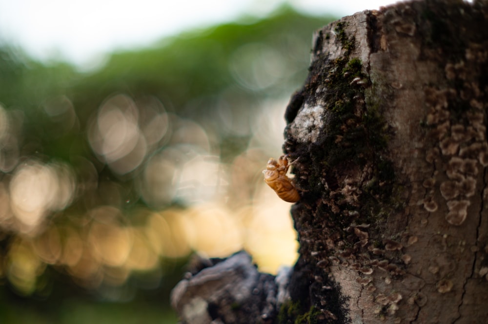 Un primer plano del tronco de un árbol con un caracol arrastrándose sobre él