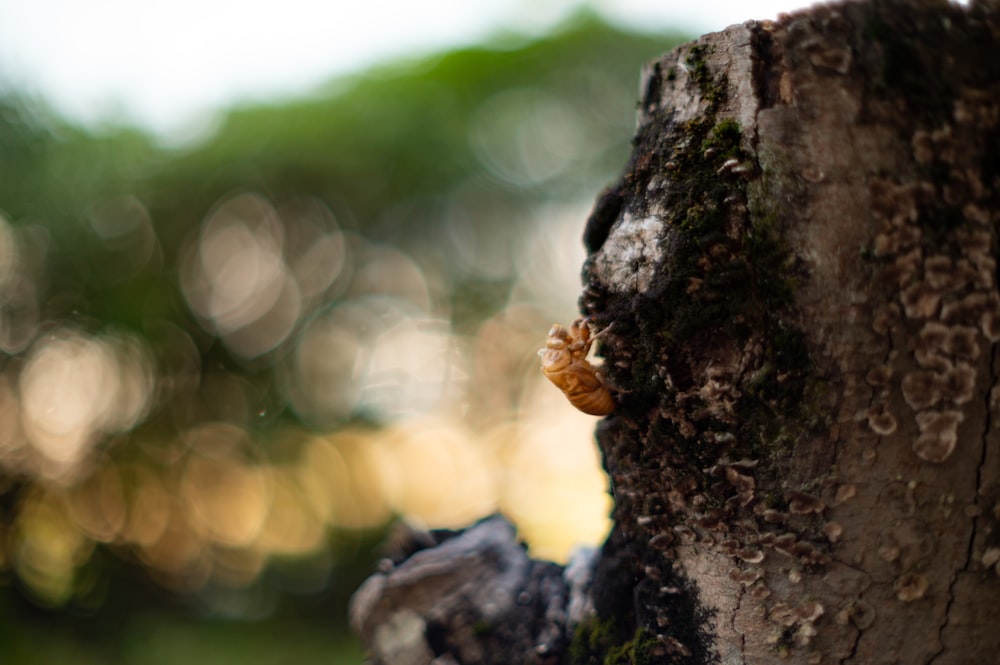 a close up of a tree trunk with a snail crawling on it