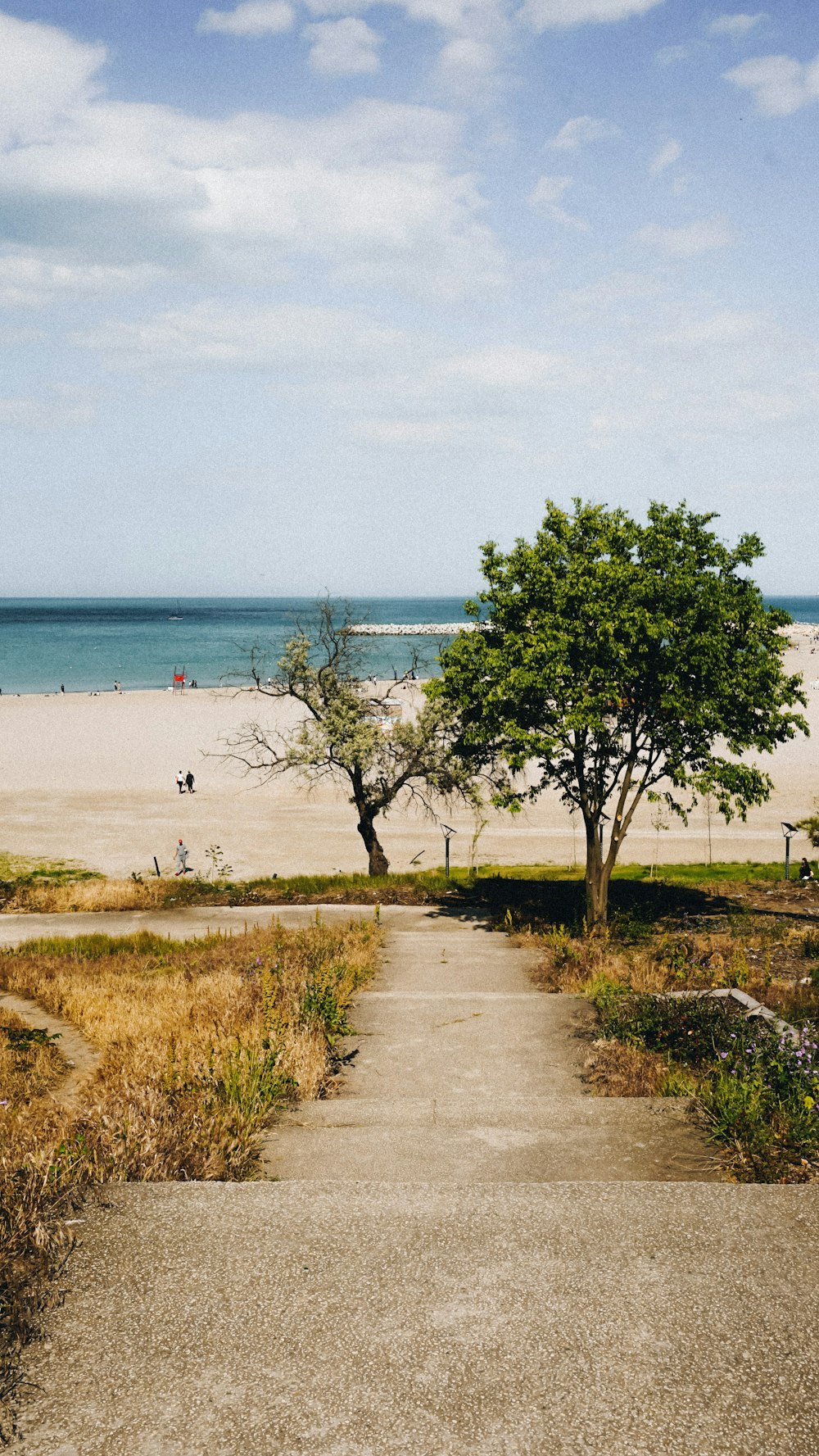 a path leading to a tree on a beach