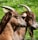 two goats standing next to each other on a lush green field