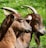 two goats standing next to each other on a lush green field