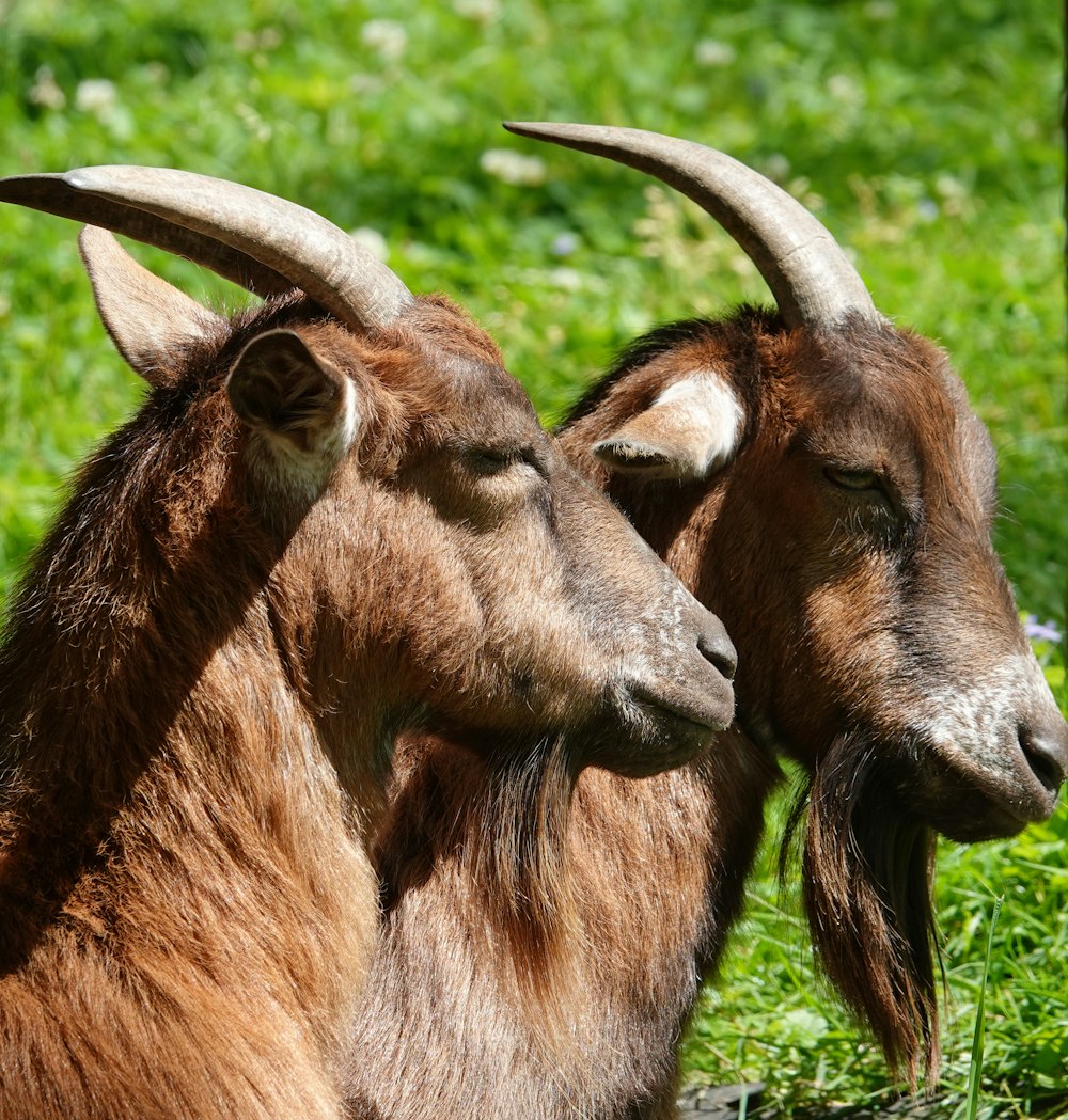 two goats standing next to each other on a lush green field