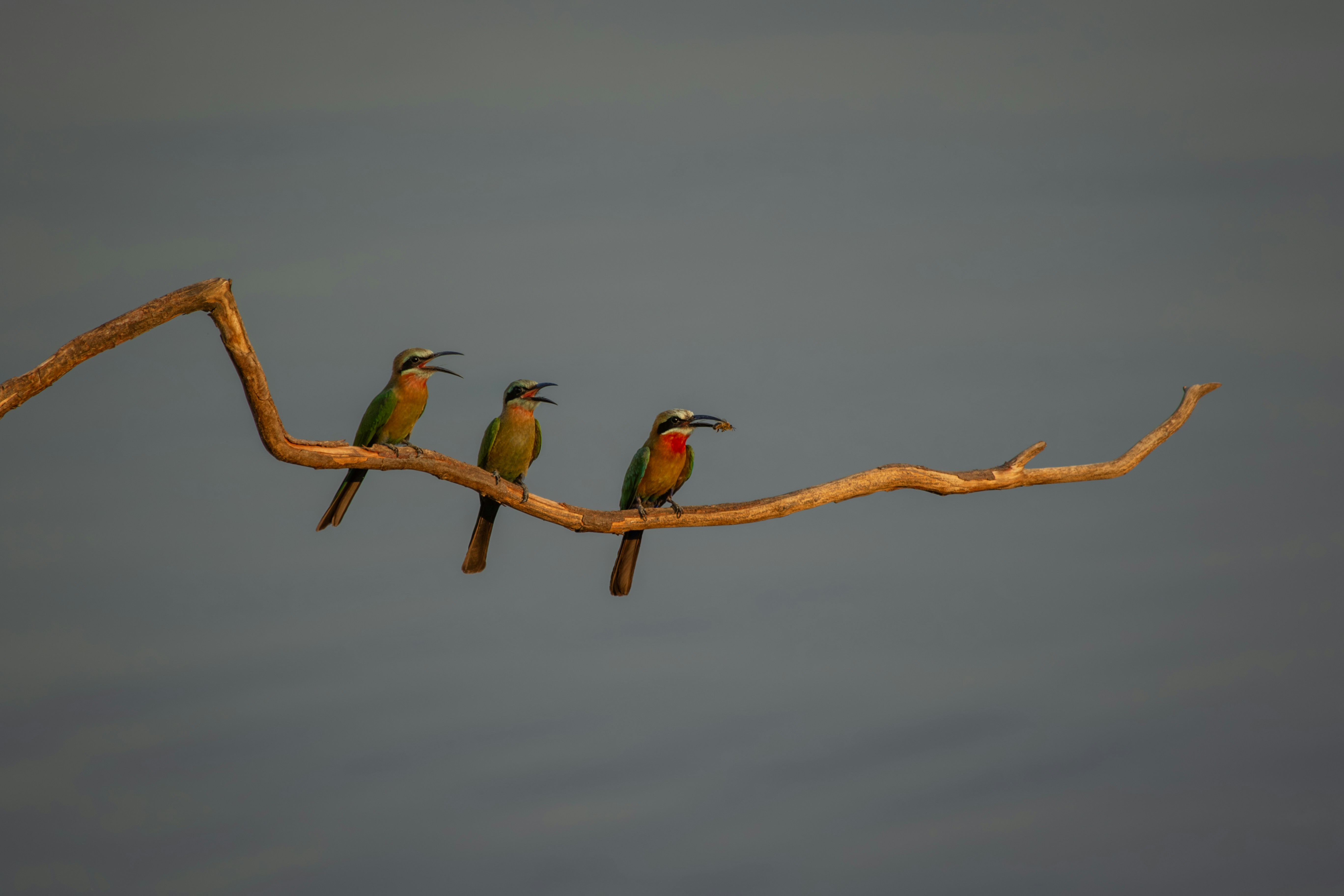 three birds sitting on a branch with their beaks open