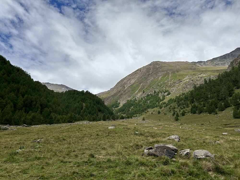 a grassy field with a mountain in the background