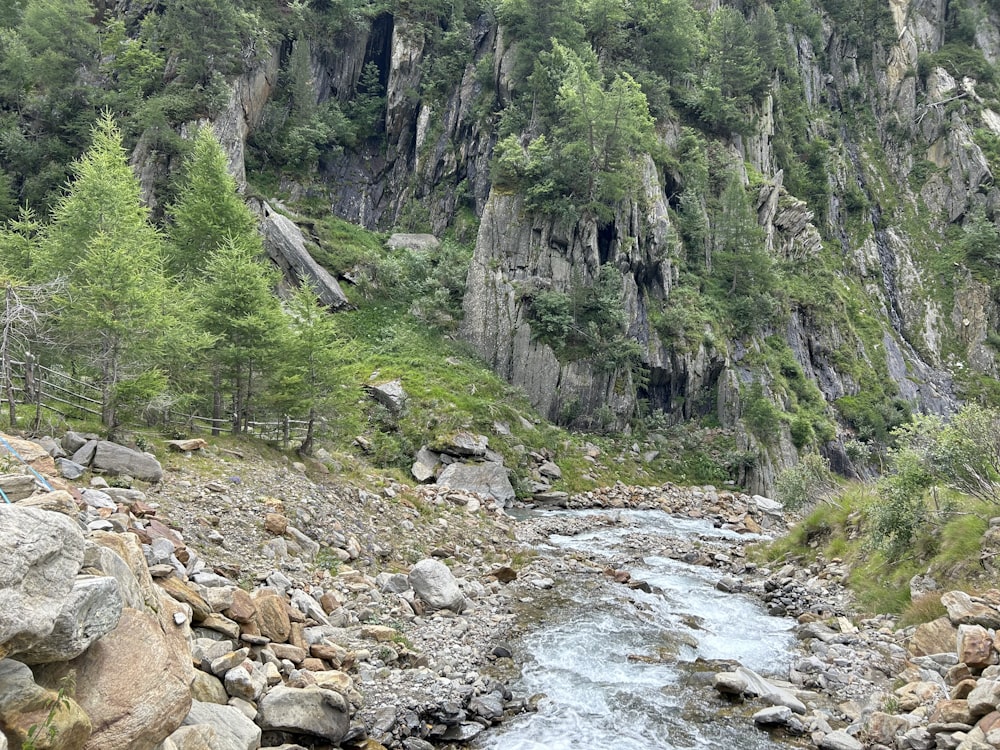 a river running through a lush green forest