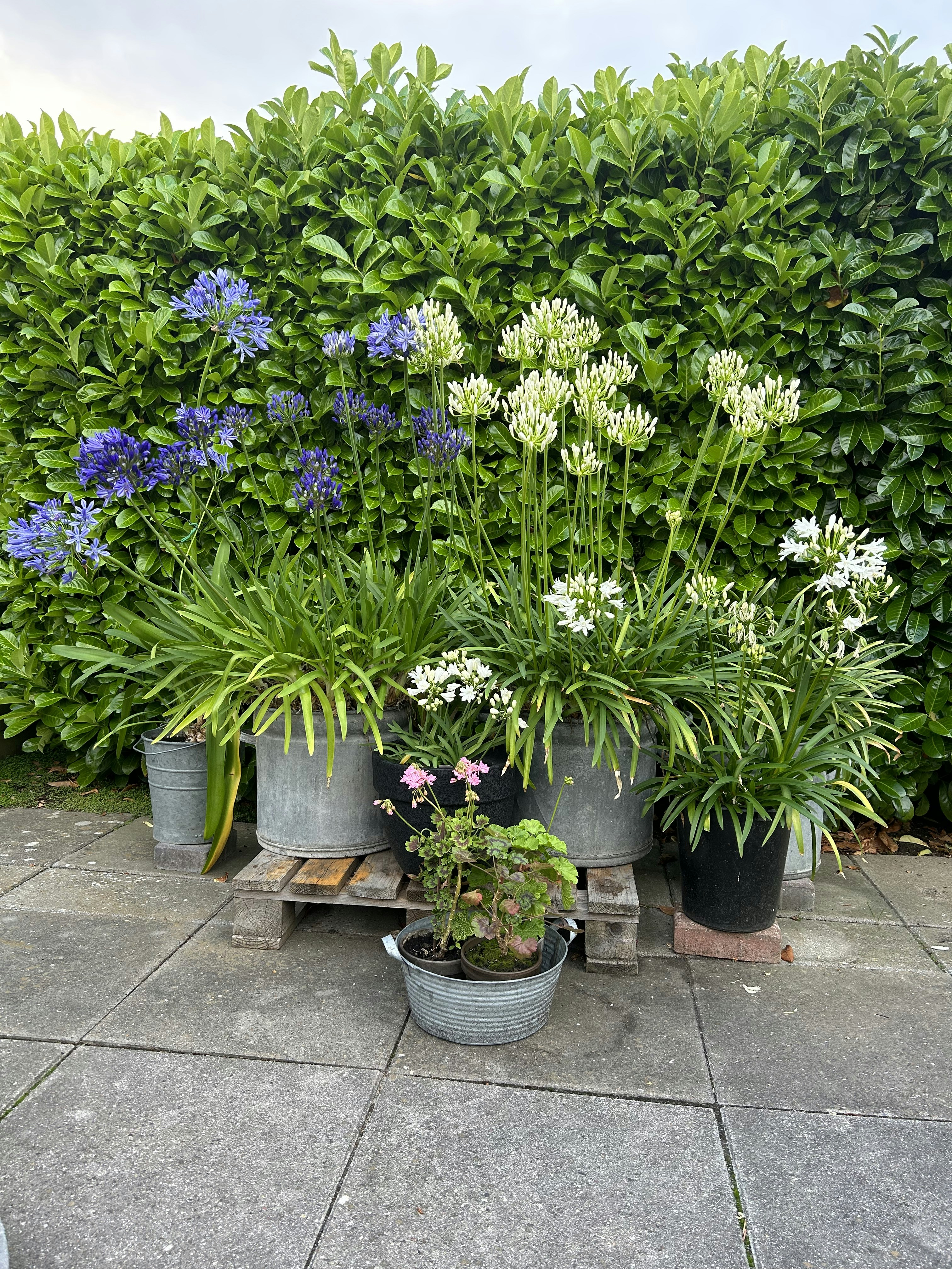 Stylish Garden Planters