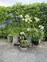 A collection of potted plants arranged on a wooden pallet with a neatly trimmed green hedge as a backdrop. The pots contain various plants with lush green leaves and some with blooming flowers in shades of purple and white. The scene is set on a gray tiled patio.
