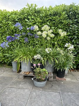 A collection of potted plants arranged on a wooden pallet with a neatly trimmed green hedge as a backdrop. The pots contain various plants with lush green leaves and some with blooming flowers in shades of purple and white. The scene is set on a gray tiled patio.