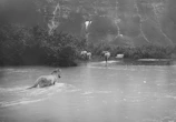 Wide shot of horses crossing a shallow stream with mountains in the background