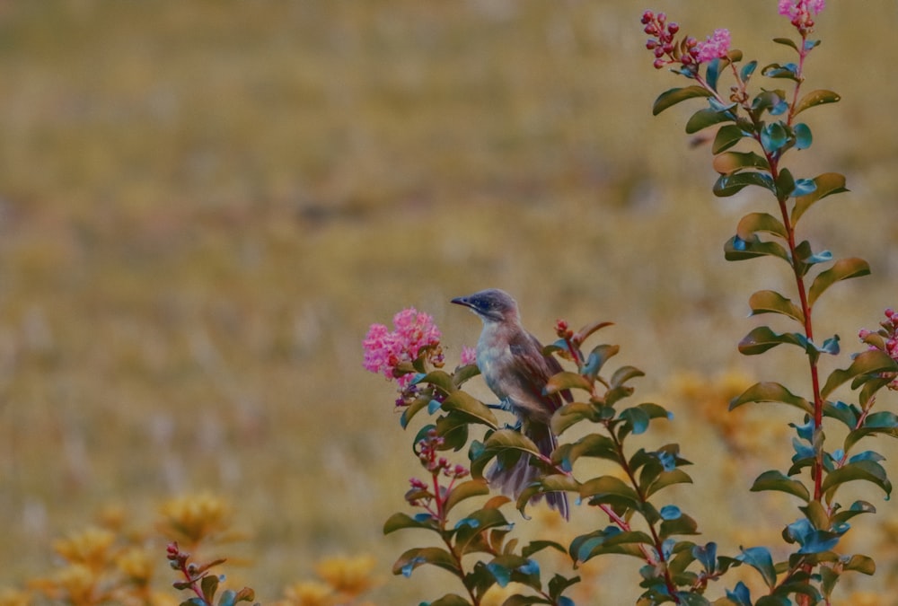 a small bird sitting on top of a pink flower