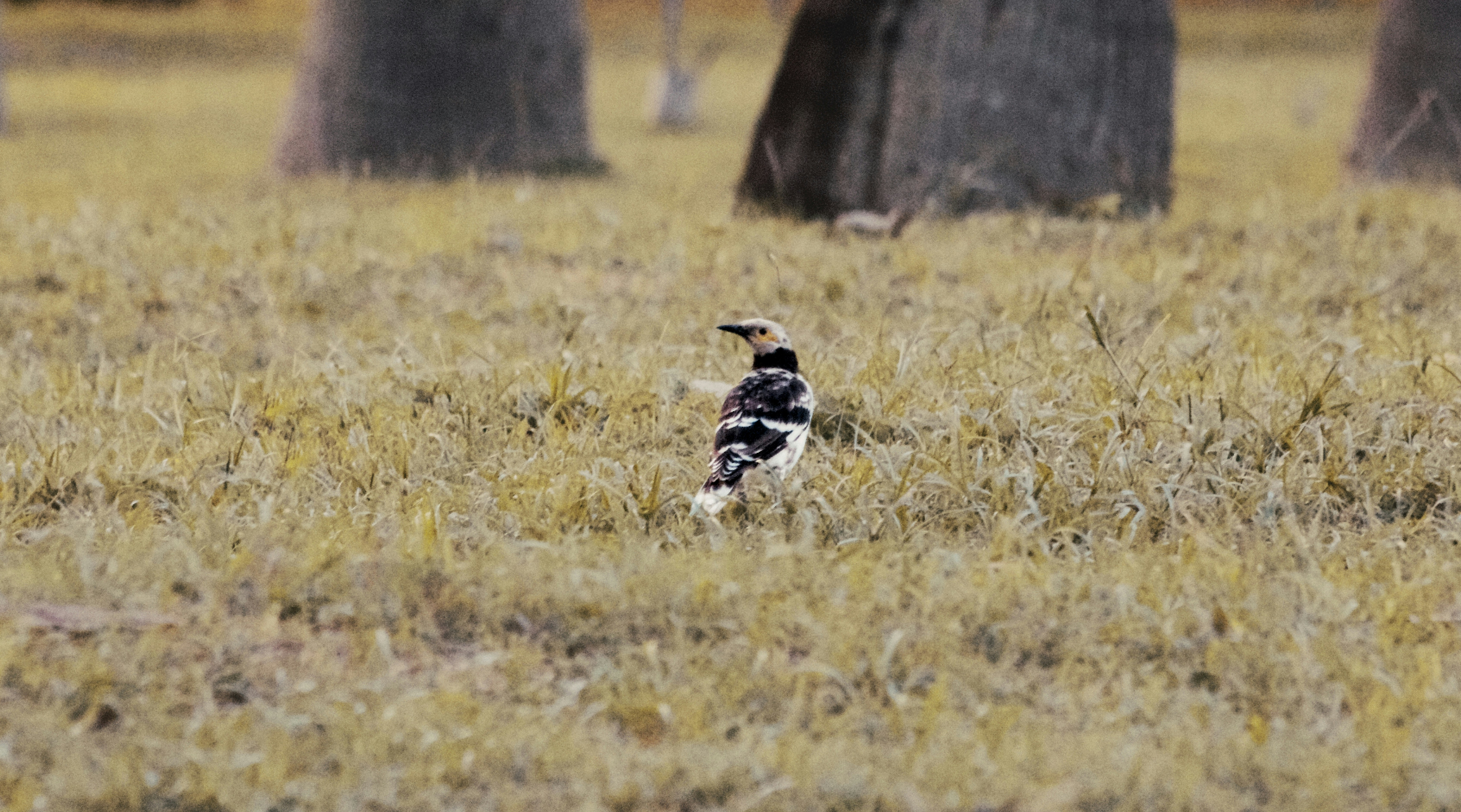 Photo by sugarman_joe