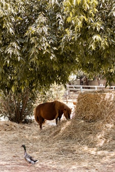 A small horse stands next to a pile of hay, with its head lowered as if eating. Nearby, a duck walks on the ground. Large green trees provide shade, and a white wooden fence is visible in the background.