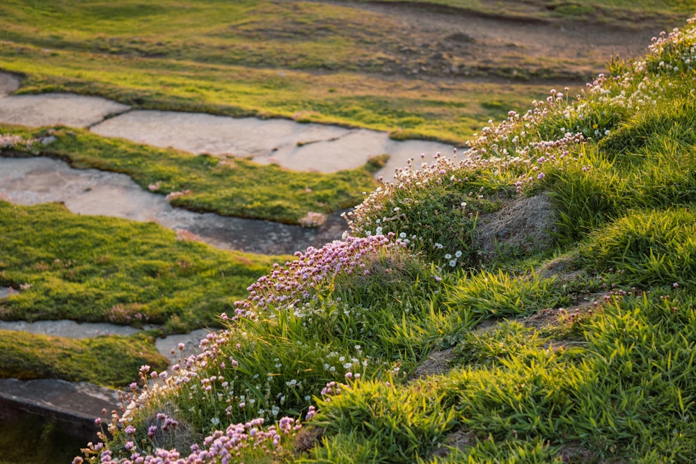 a grassy hill with flowers growing on it