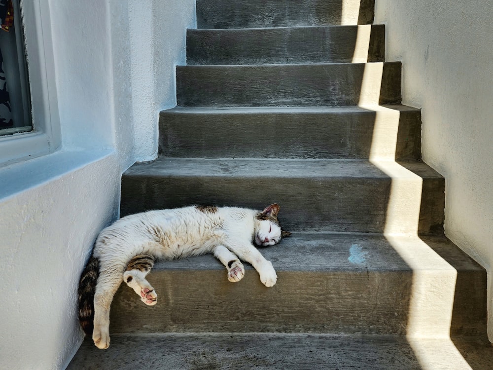 a cat that is laying down on some stairs