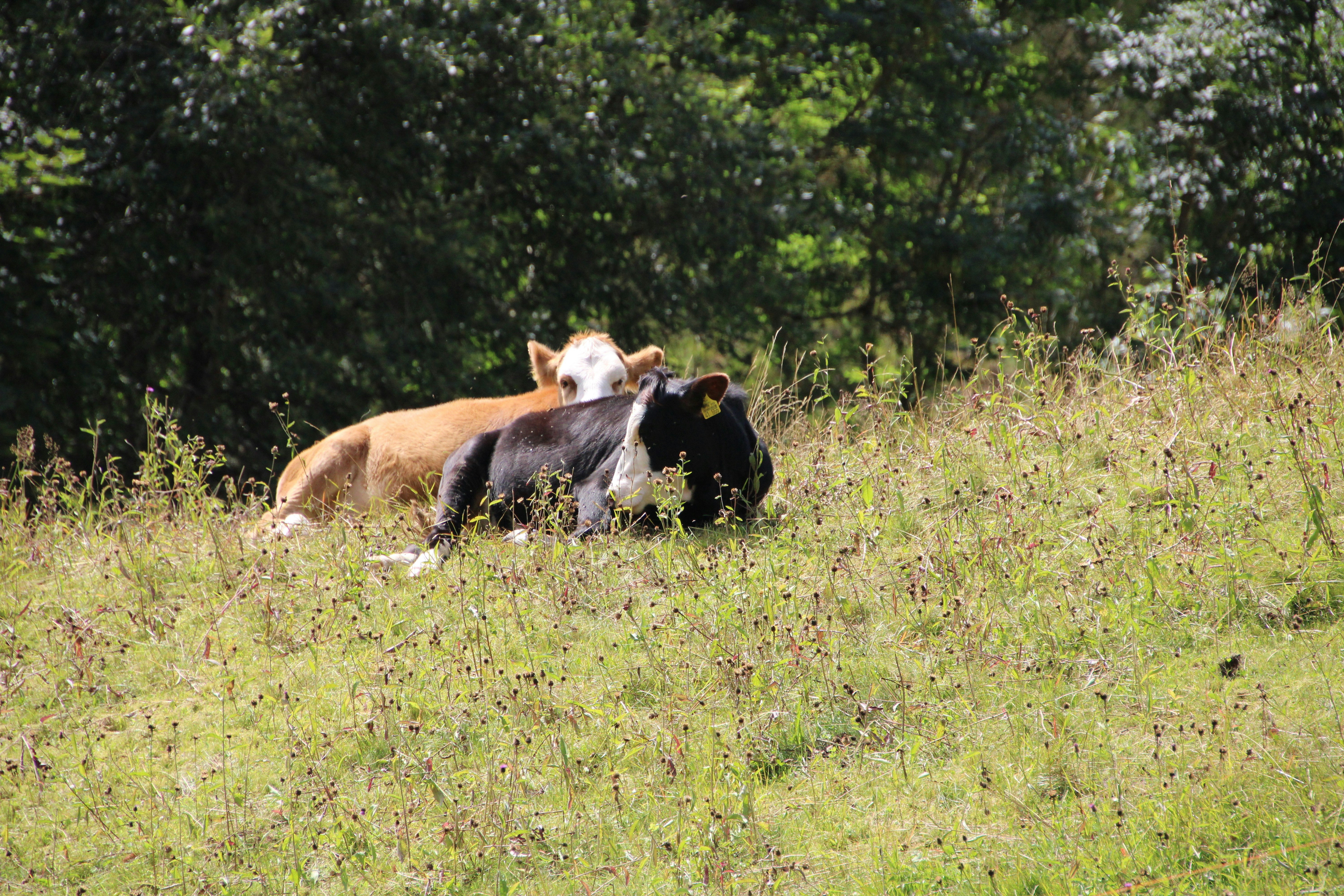 Two cows laying in a grassy field with trees in the background photo ...