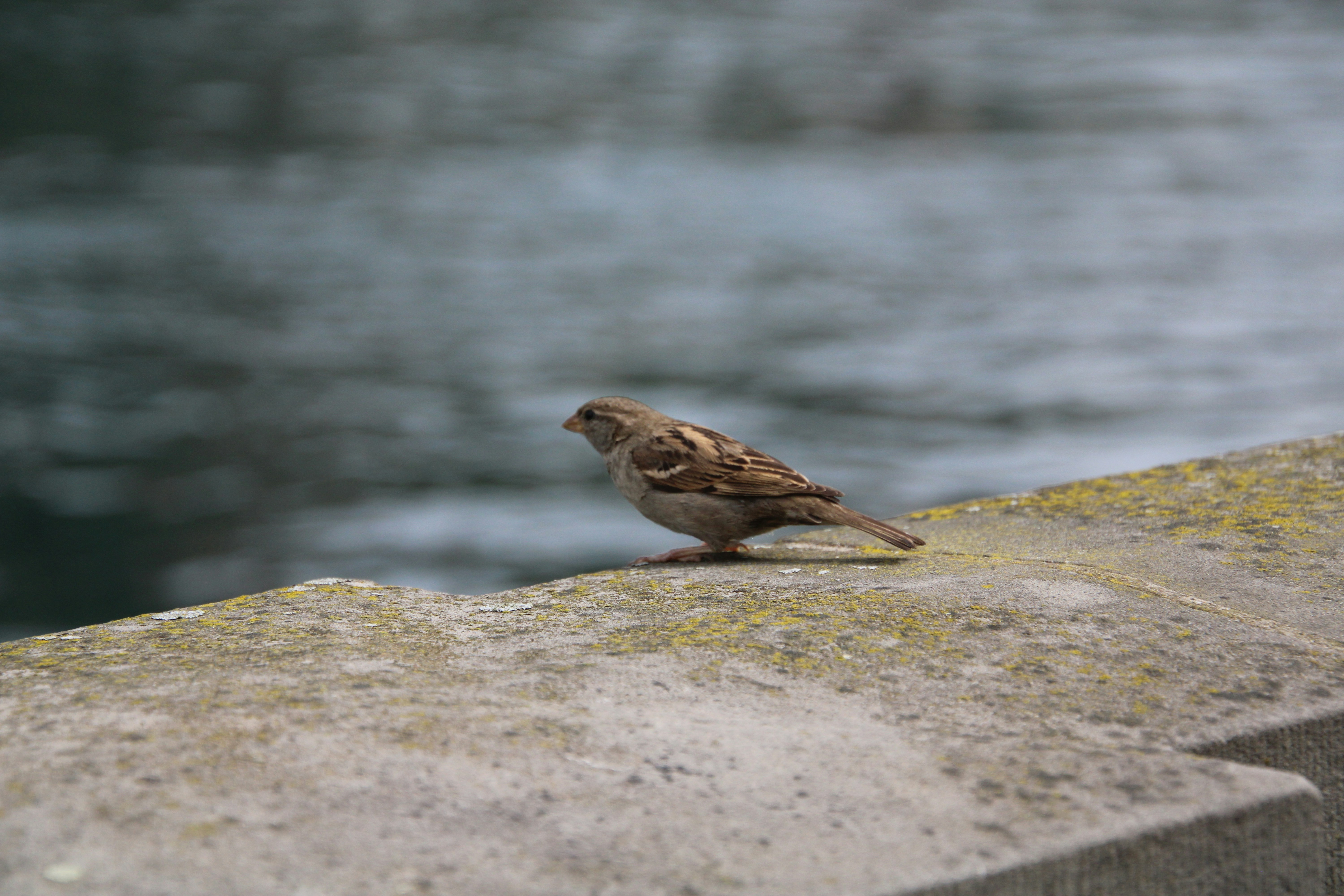 Photo by seandoherty886