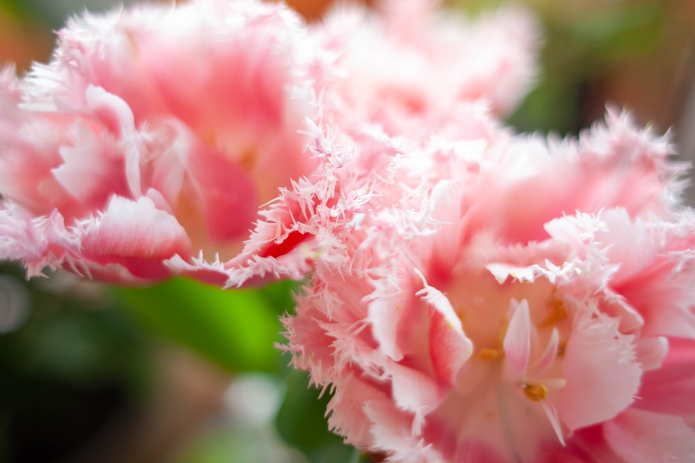 a close up of a pink flower with a blurry background