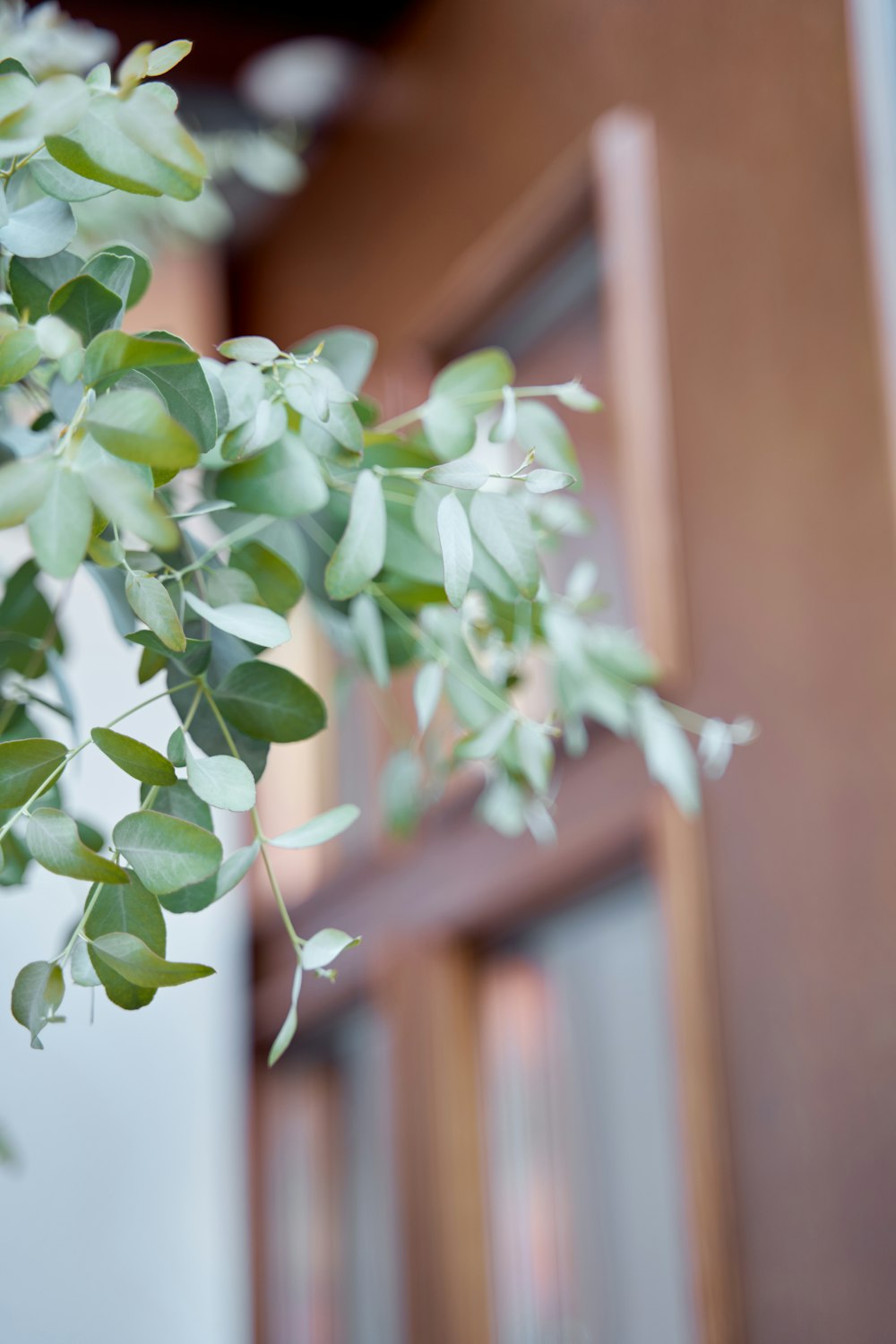 a close up of a plant with green leaves