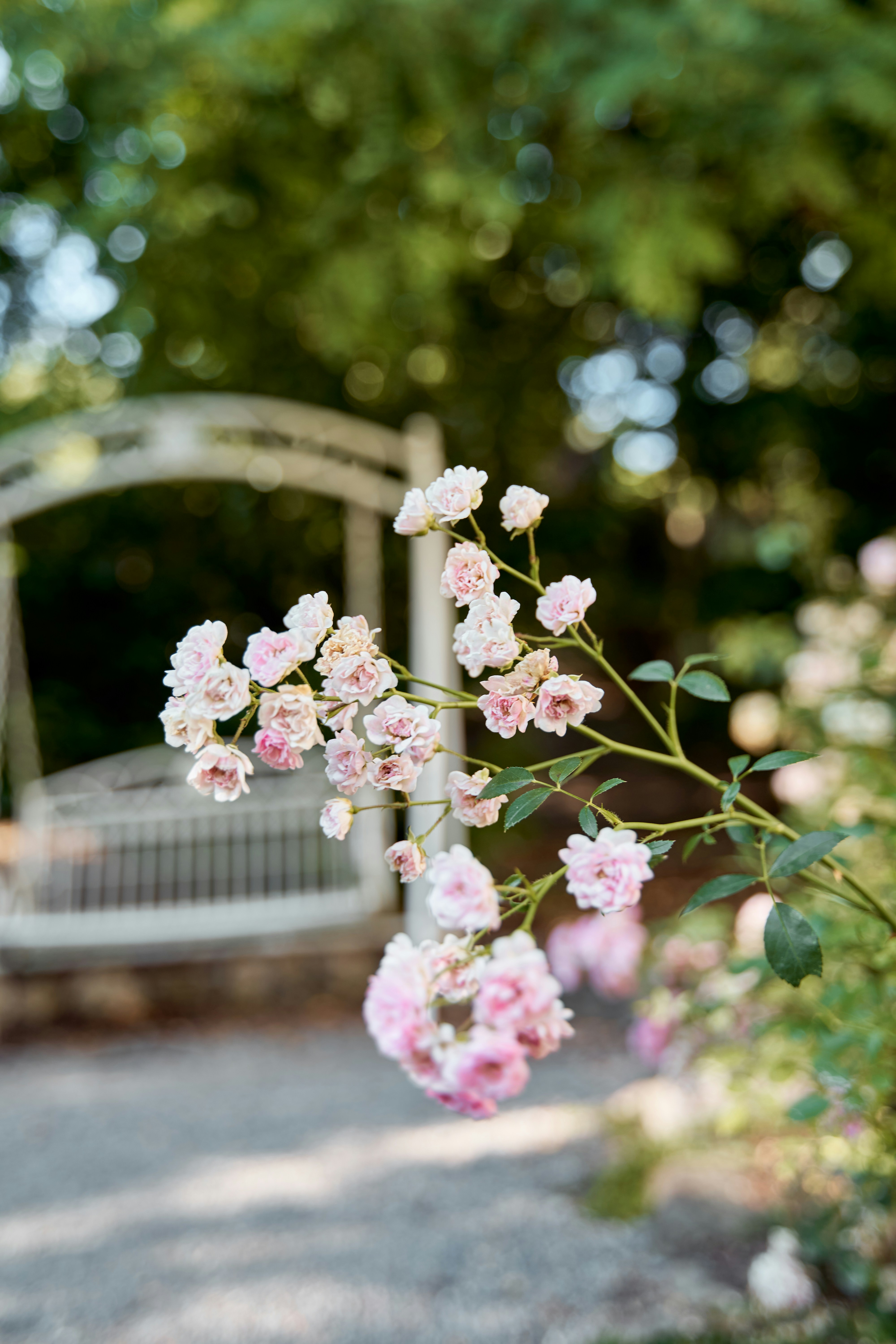 eine weiße Bank neben einem üppig grünen Wald