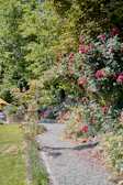 A winding garden path lined with blooming rose bushes under soft sunlight.