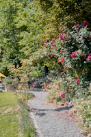 Sunlit rose garden path winding through blooming flowers at Rose Garden Manor.