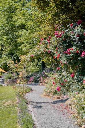 Sunlit rose garden path winding through blooming flowers at Rose Garden Manor.