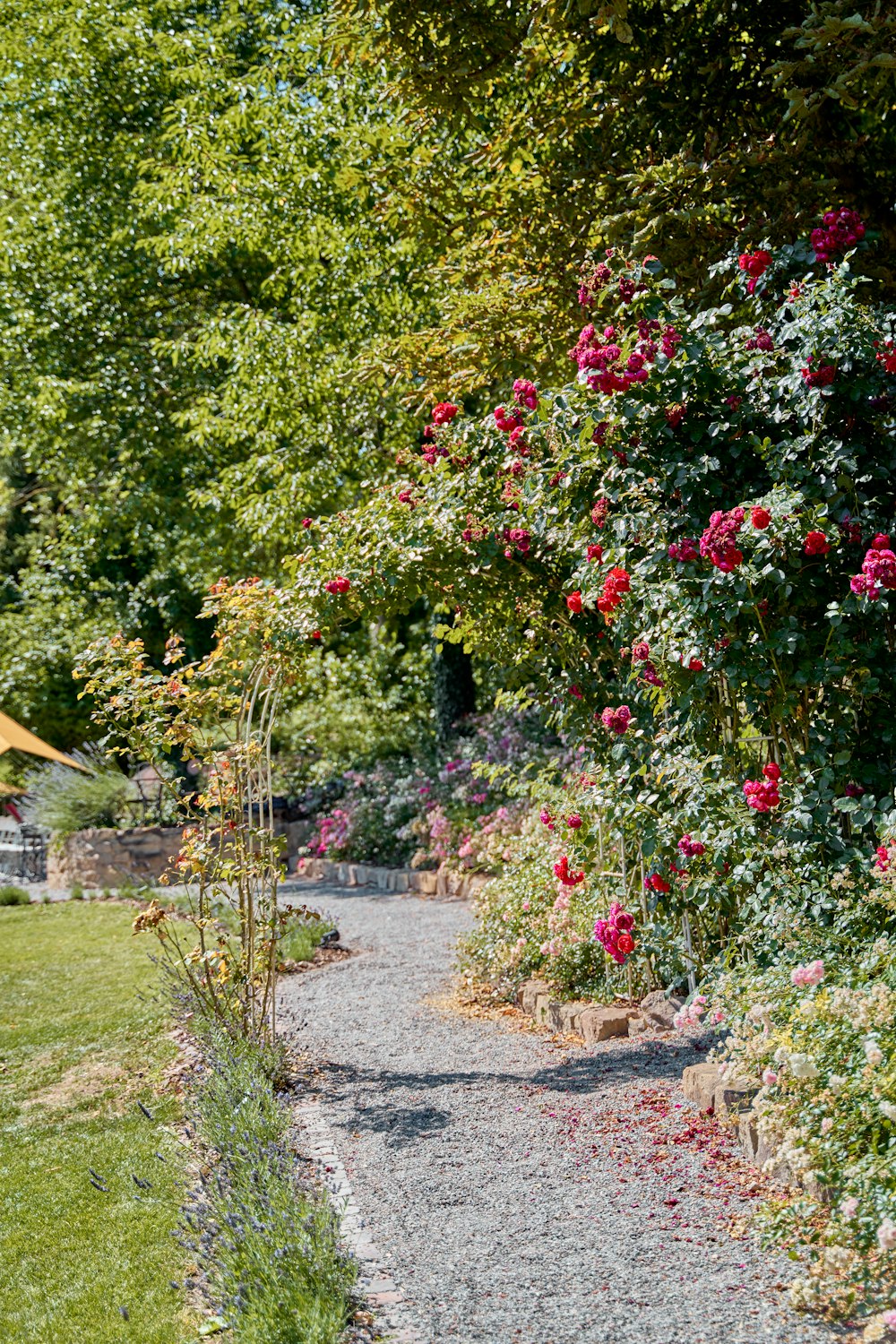 a path through a garden with lots of flowers