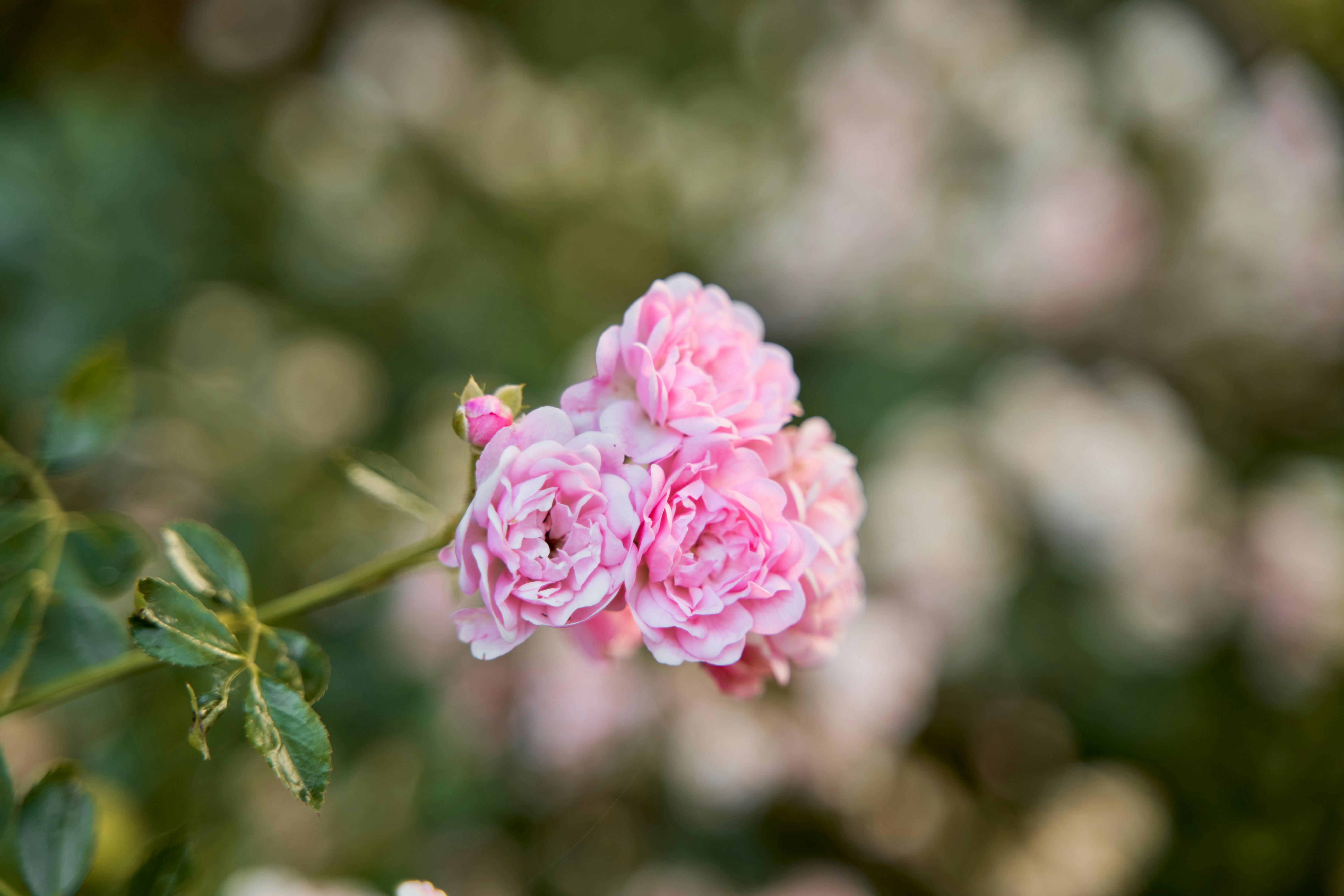 Eine rosa Blume blüht in einem Garten