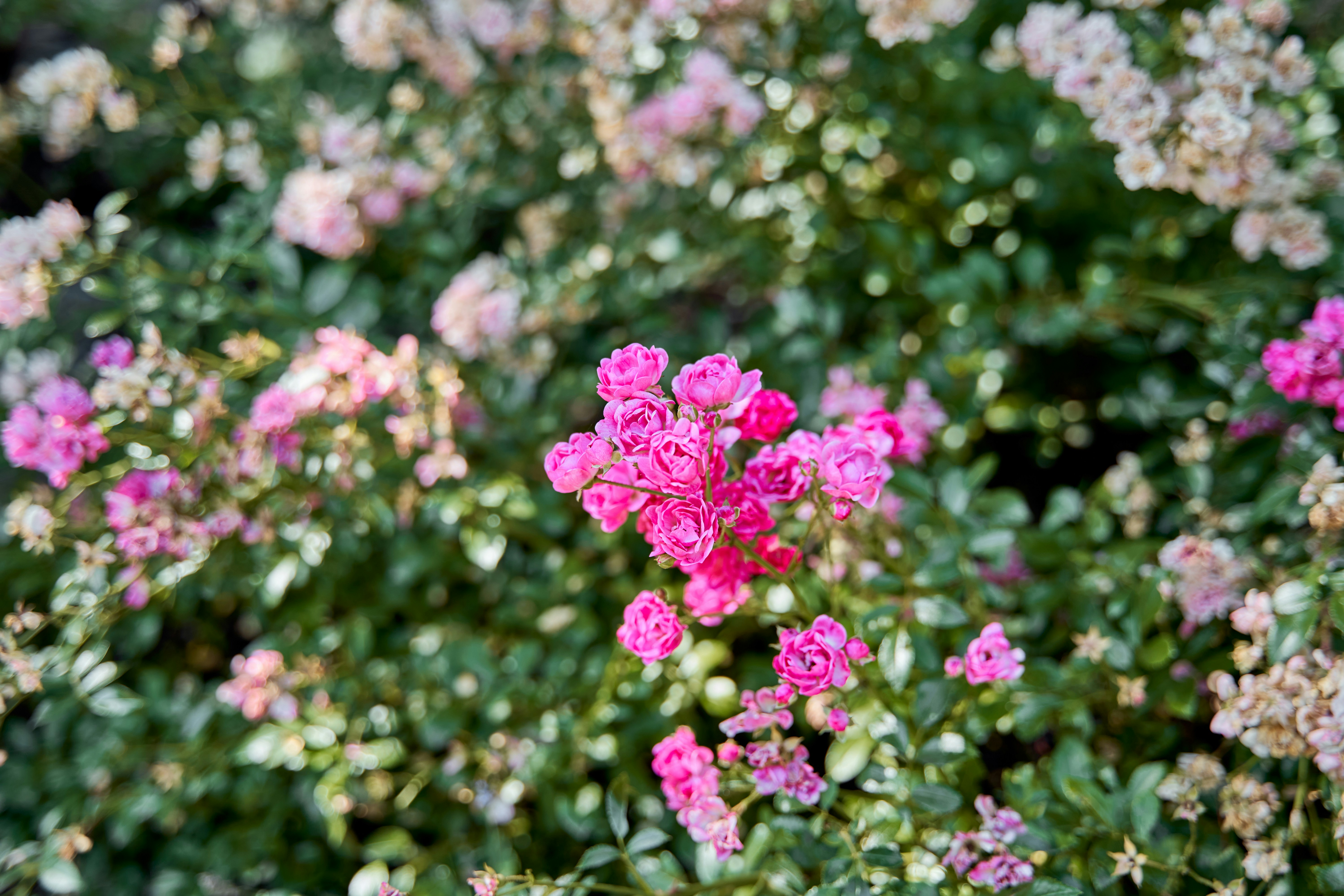 ein Strauß rosa Blumen in einem Garten