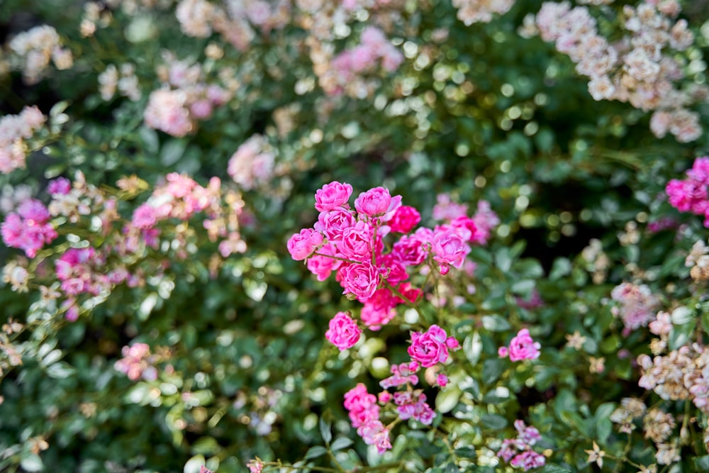 a bunch of pink flowers in a garden