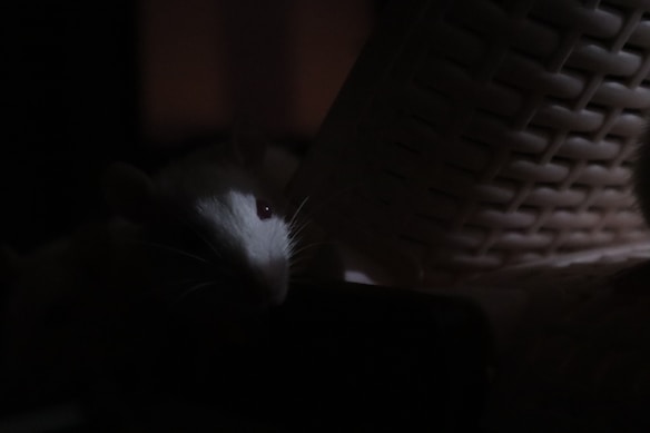 A shadowy scene with a white rat partially illuminated, its bright eye catching attention against the dark background. A textured woven basket is also visible, adding depth and contrast.