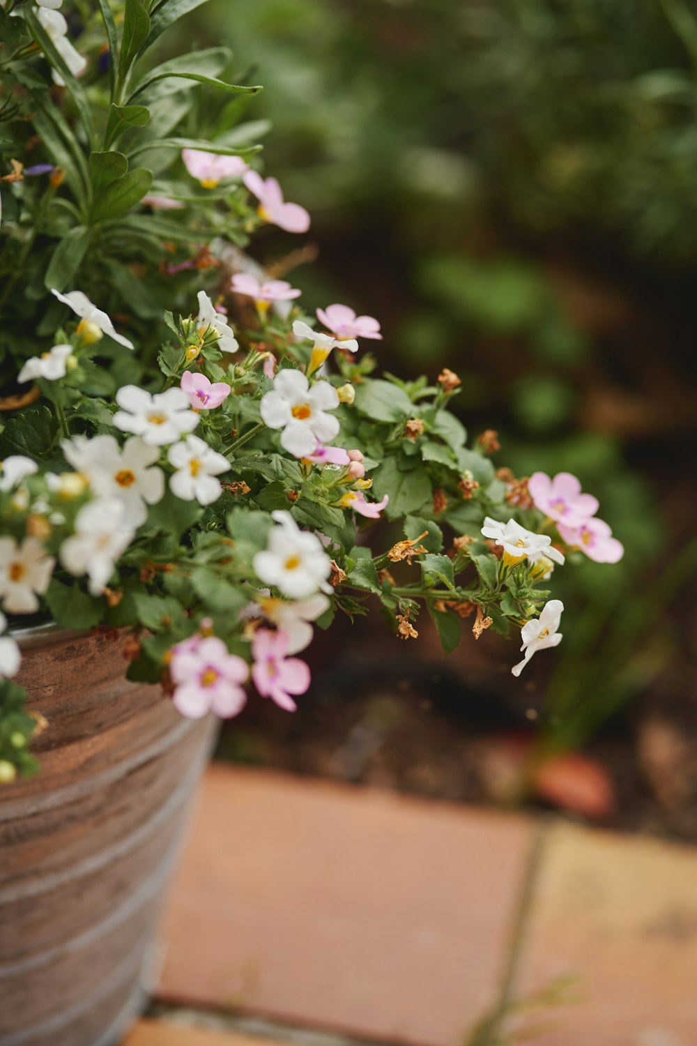 a potted plant with white and pink flowers