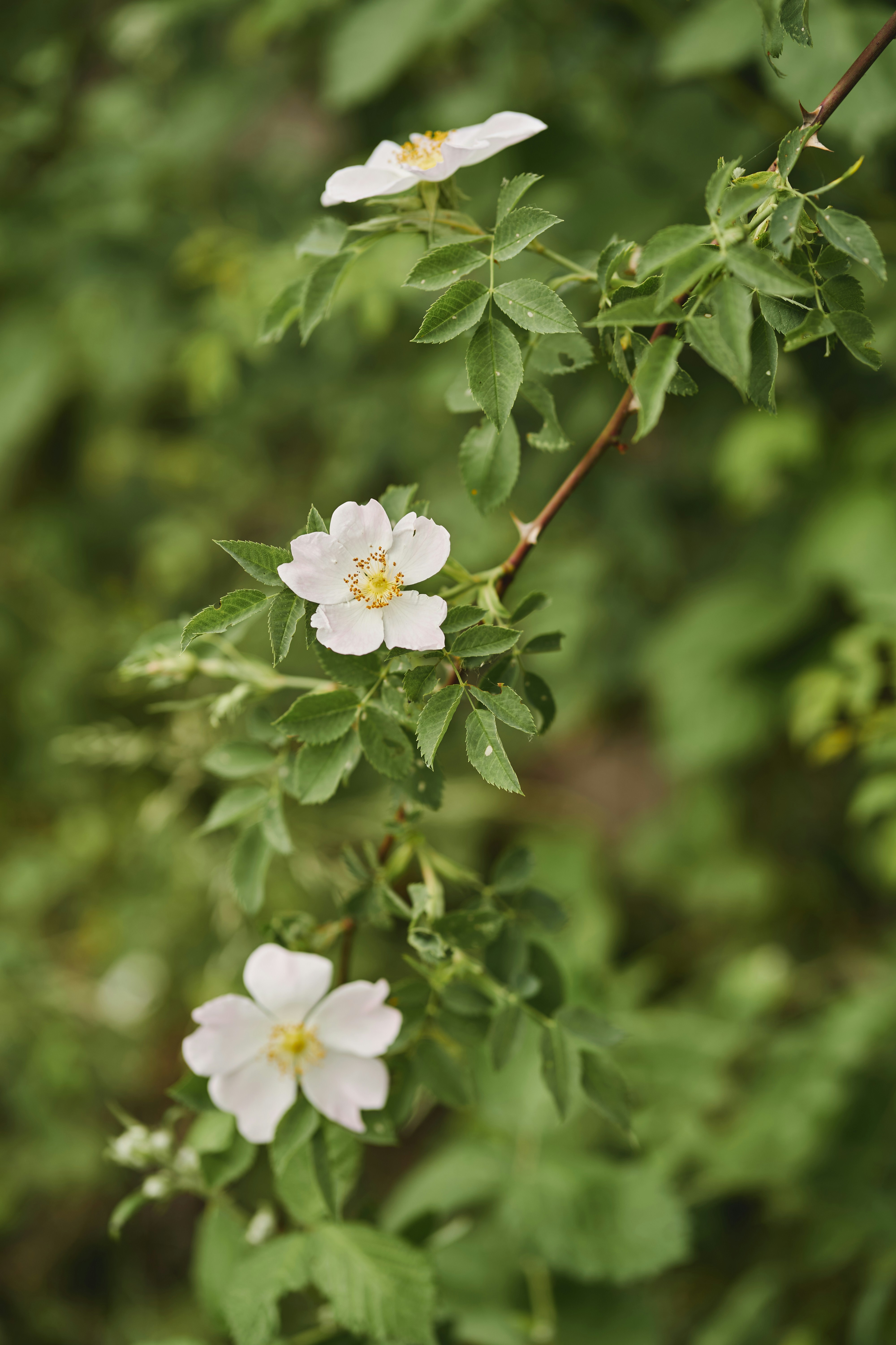 einige weiße Blumen wachsen an einem Baum
