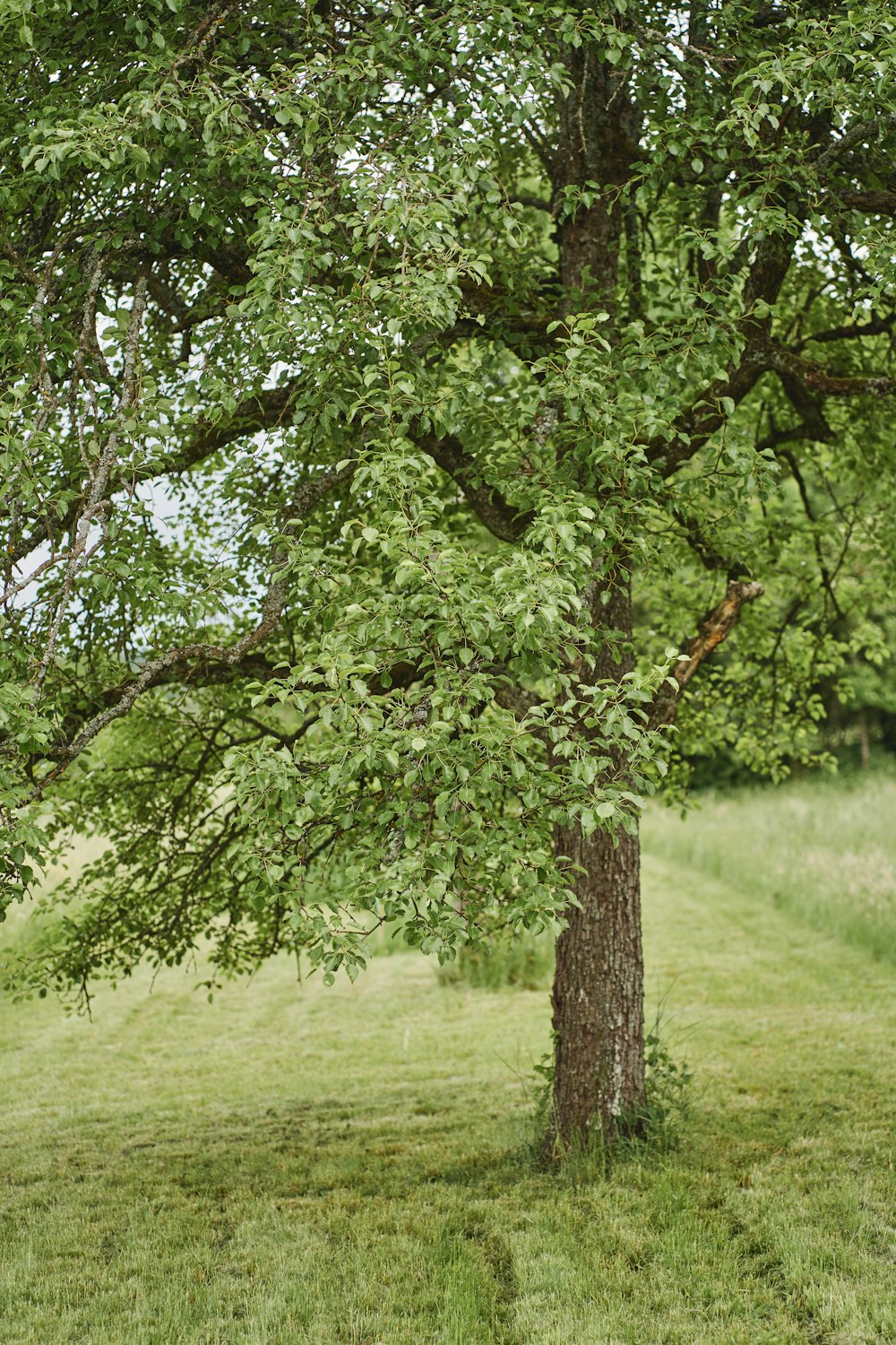 a tree in the middle of a grassy field