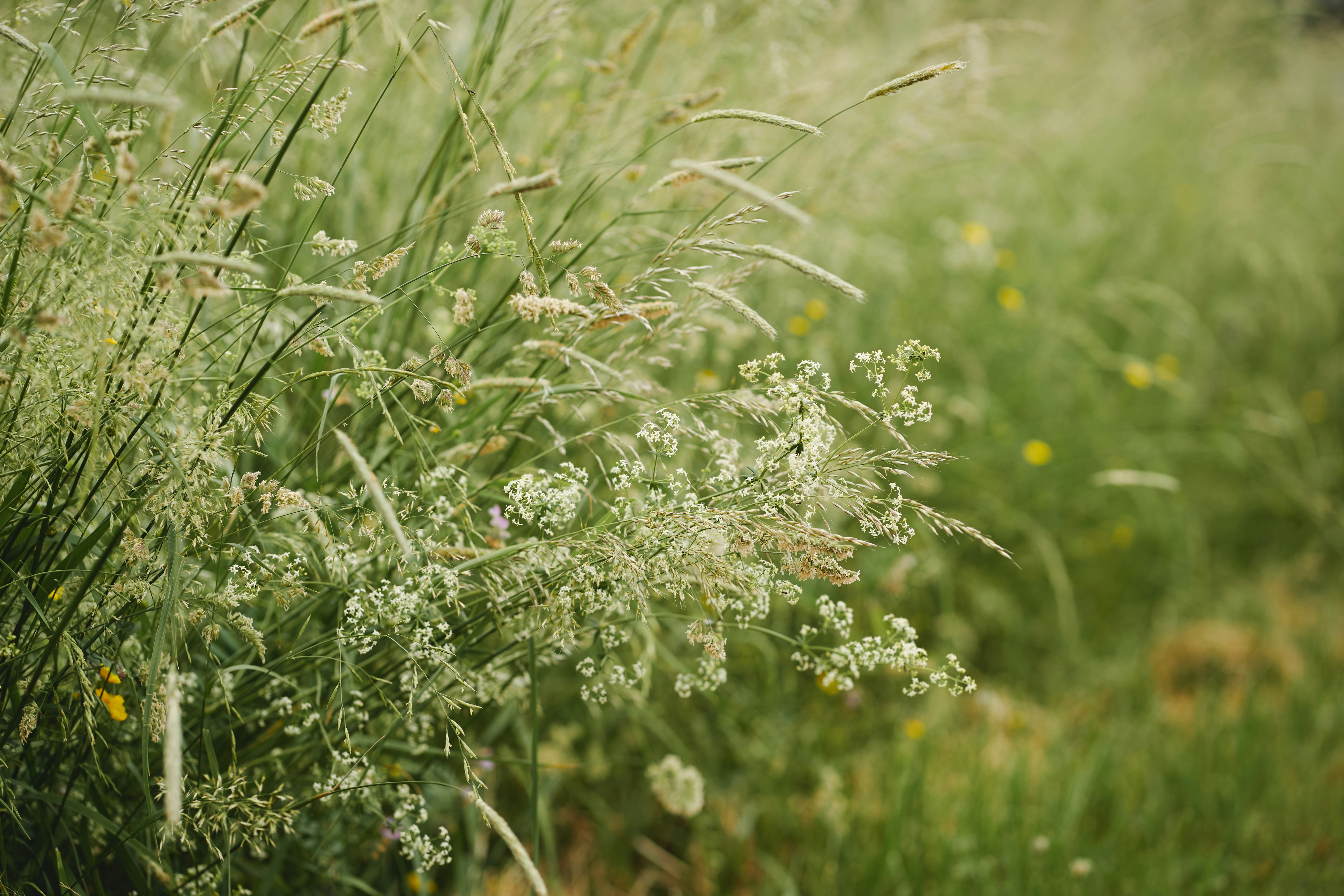 ein Feld aus hohem grünem Gras mit gelben Blumen