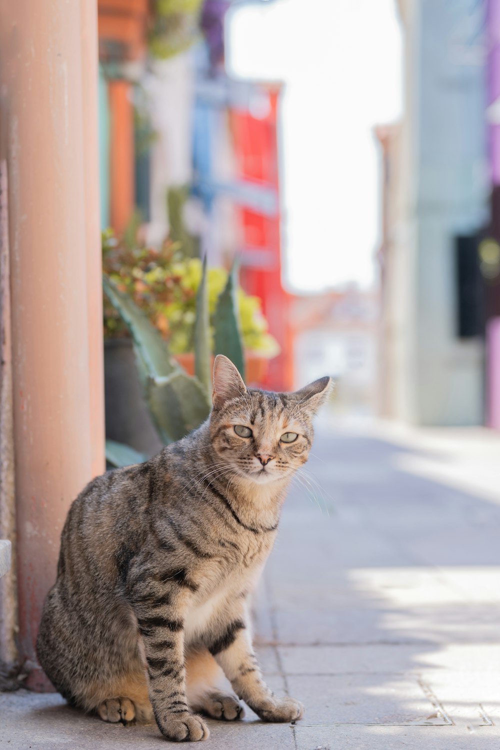 a cat sitting on a sidewalk next to a building