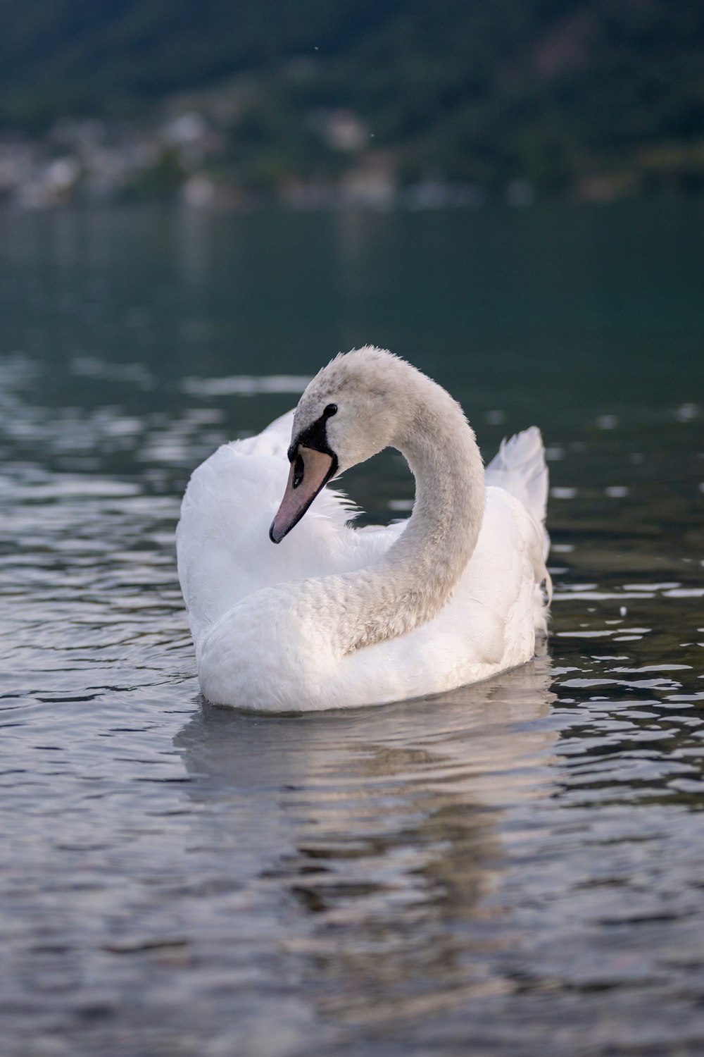 a white swan floating on top of a body of water