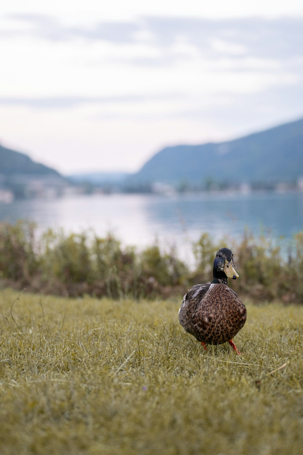 a duck standing in the grass near a body of water