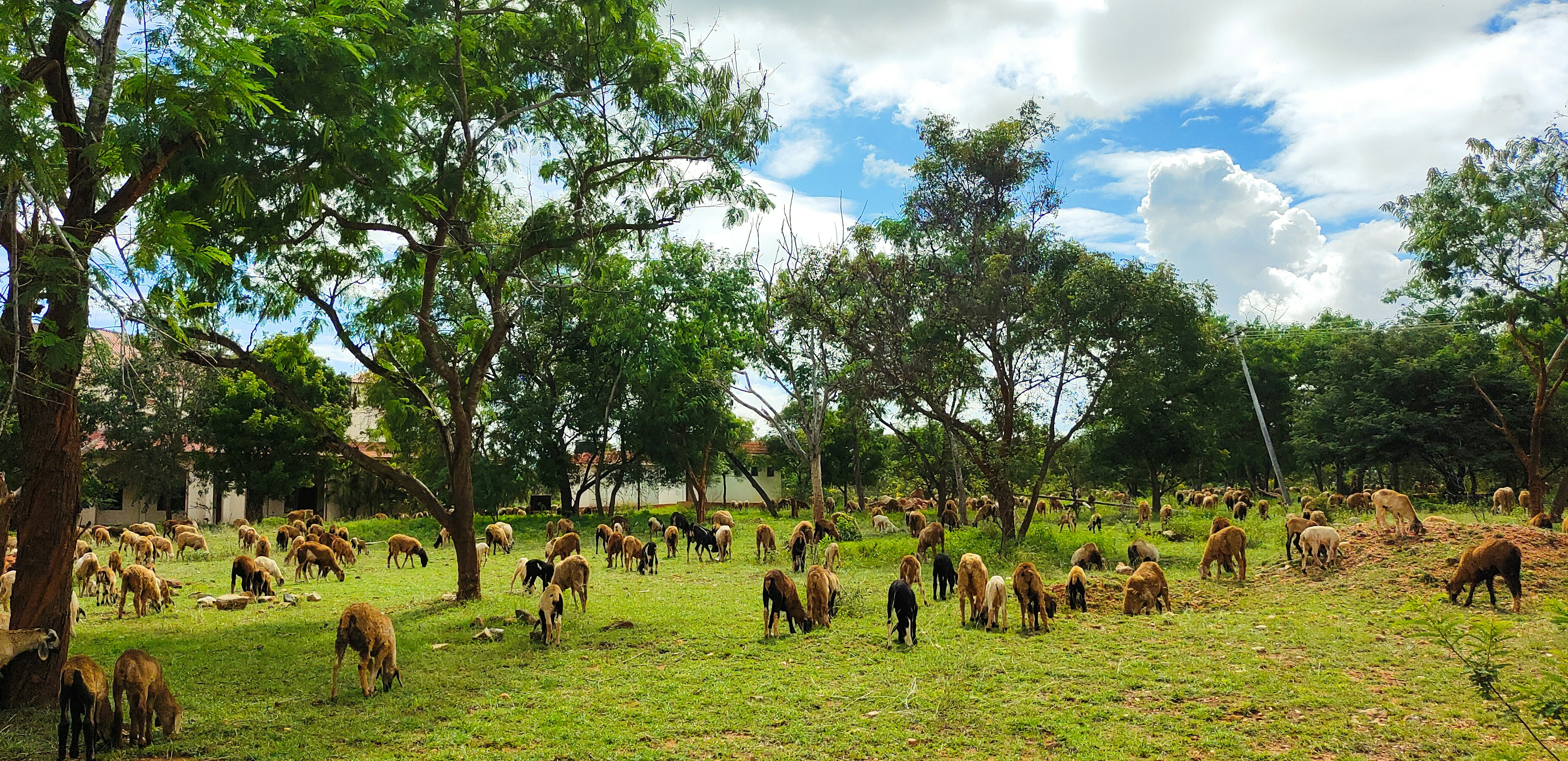 Unexpected Benefits of Goat Grazing (image credits: unsplash)