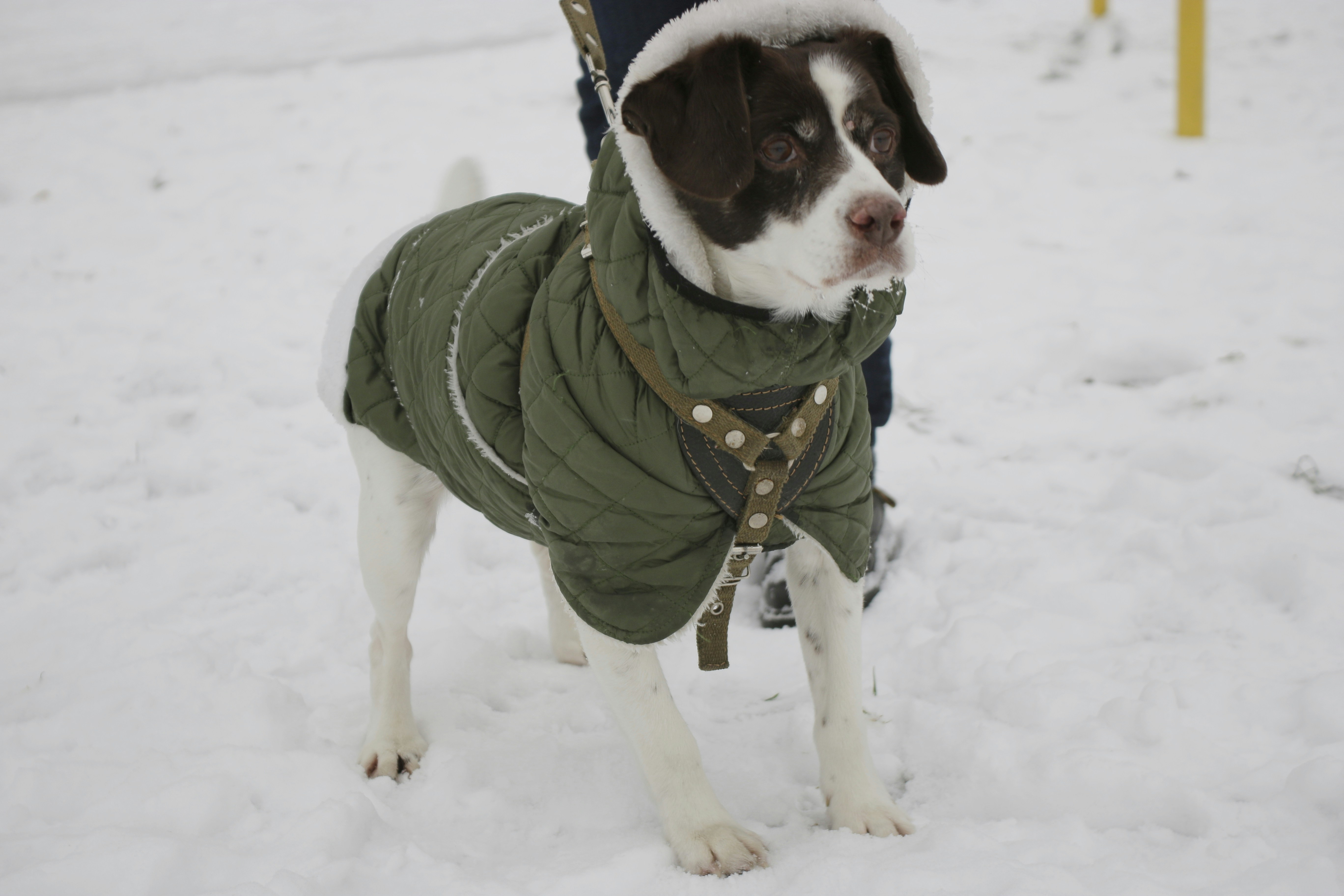 Essential Cold Weather Accessories for Your Dog